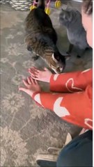 Elle a touché un autre chat, et le sien est très jaloux