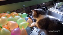 Cats vs Water - Funny Cats Compilation