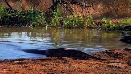 Python Eats Antelope   World's Deadliest