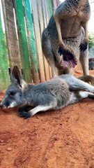 This baby kangaroo will make your day │ The Animal Planet