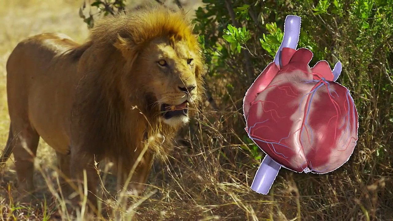 8 HORRIFIC Animals VS Their Prey (2)