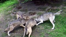 8 Unbelievable Strong Pack Hunter Animals in the Wild - Strongest Animals