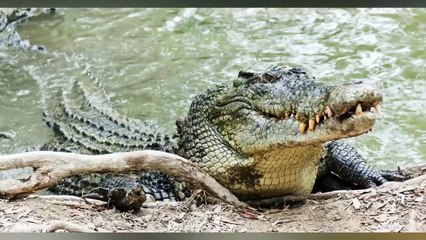 10 Animals That Could KILL a Crocodile (2)
