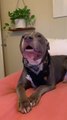 Upset Pit Bull Argues With Owner For Leaving Him Home Alone