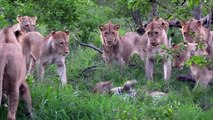 15 INSANE Moments of Lions Killing their Prey   Pet Spot
