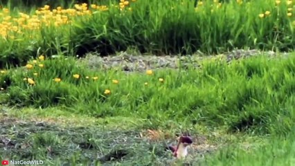 15 MERCILESS Animal Battles Caught on Film   Pet Spot