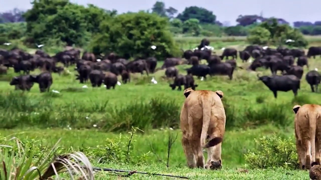 Absolutely BRUTAL Moments of Lions Killing Their Prey   Pet Spot (2)
