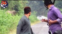 African Animals- Elephants Attacks Human- Animal Attack