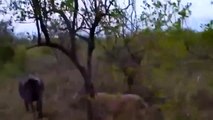 AMAZING AFRICAN ANIMAL- Lion Vs BUFFALO Attack 2017 (2)