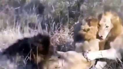 African Animals- Lion kill lion- Wild Animal fighting most Amazing Animal Fight