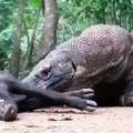 amazing capture Comodo dragon eat wild pig #comododragon #pig