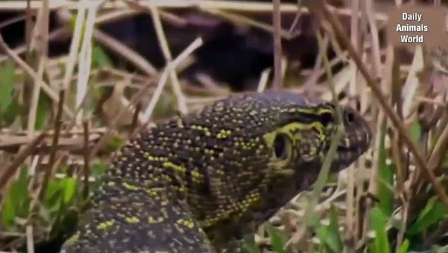 Animal Fighting King Cobra vs Lizard Wild Animal Attack