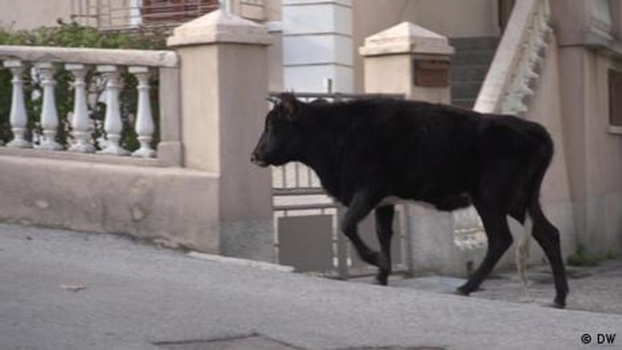 Korsikas Rinderzucht per Mikrochip