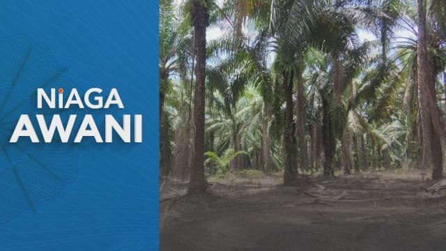 Niaga AWANI: Minyak sawit mentah didangangkan tidak menentu hingga Mac 2023 - MIDF