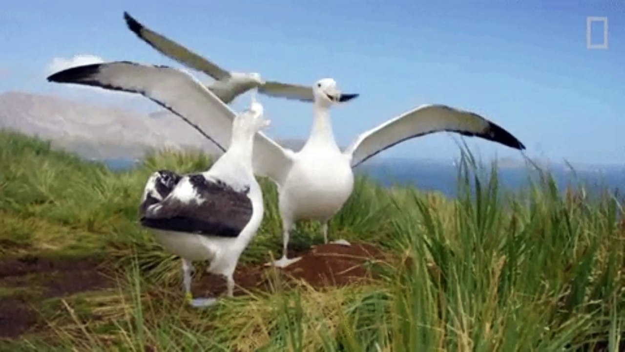 ALBATROSS, The Majestic Seabird. The English Composition No. 3