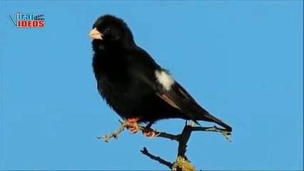Dusky Indigobird (Vidua funerea) | Nature is Amazing | Viral Videos