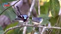 Lovely Fairywren (Malurus amabilis) | Nature is Amazing | Viral Videos
