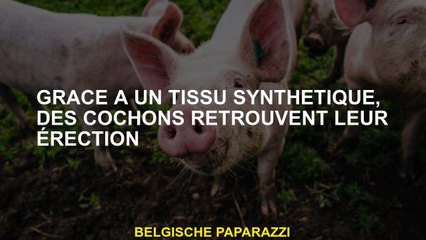 Grâce à un tissu synthétique, les porcs trouvent leur érection