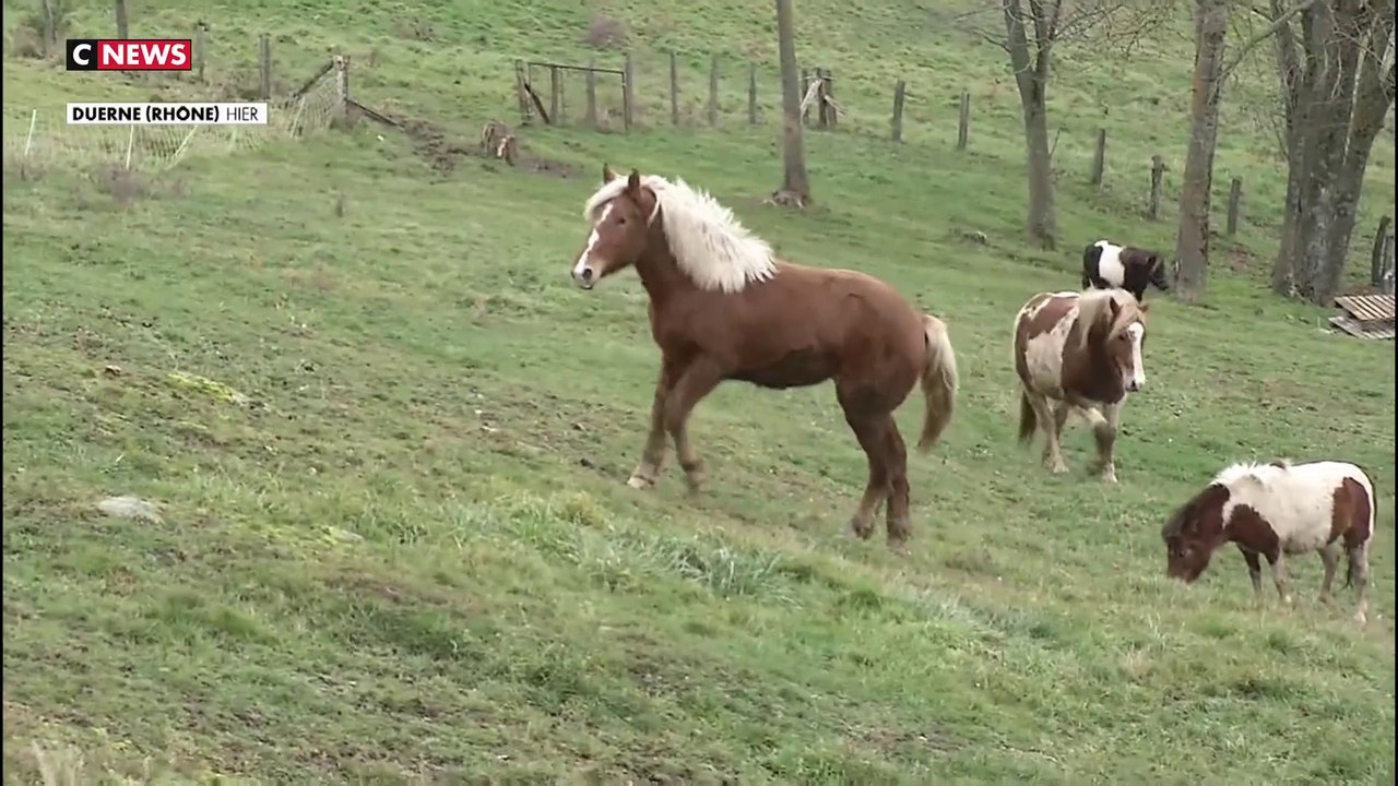 Parc de la Tête d’Or : adieu petits poneys