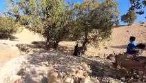All the Villagers in the Mountains to Pick Acorns _ The Villagers & Nomads in Iran