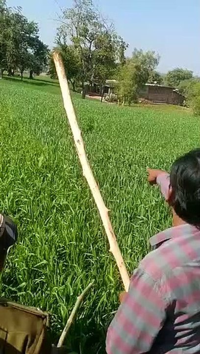 VIDEO: पथराव पर गुस्साया पैंथर:  दो जनों को किय...