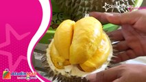 Mencicipi Nikmatnya Durian Langka, Petik dan Langsung Makan dari Kebunnya