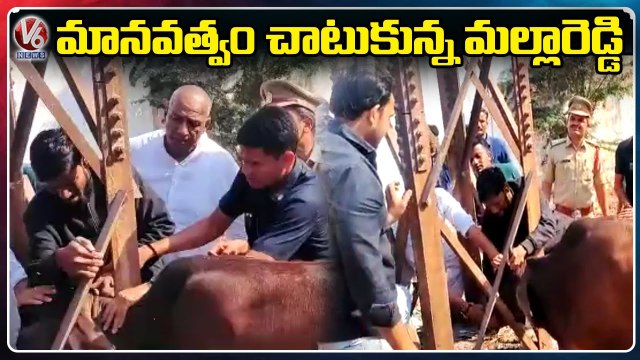 Minister Malla Reddy Saved Cow Stuck In Current Pole | Hyderabad | V6 News