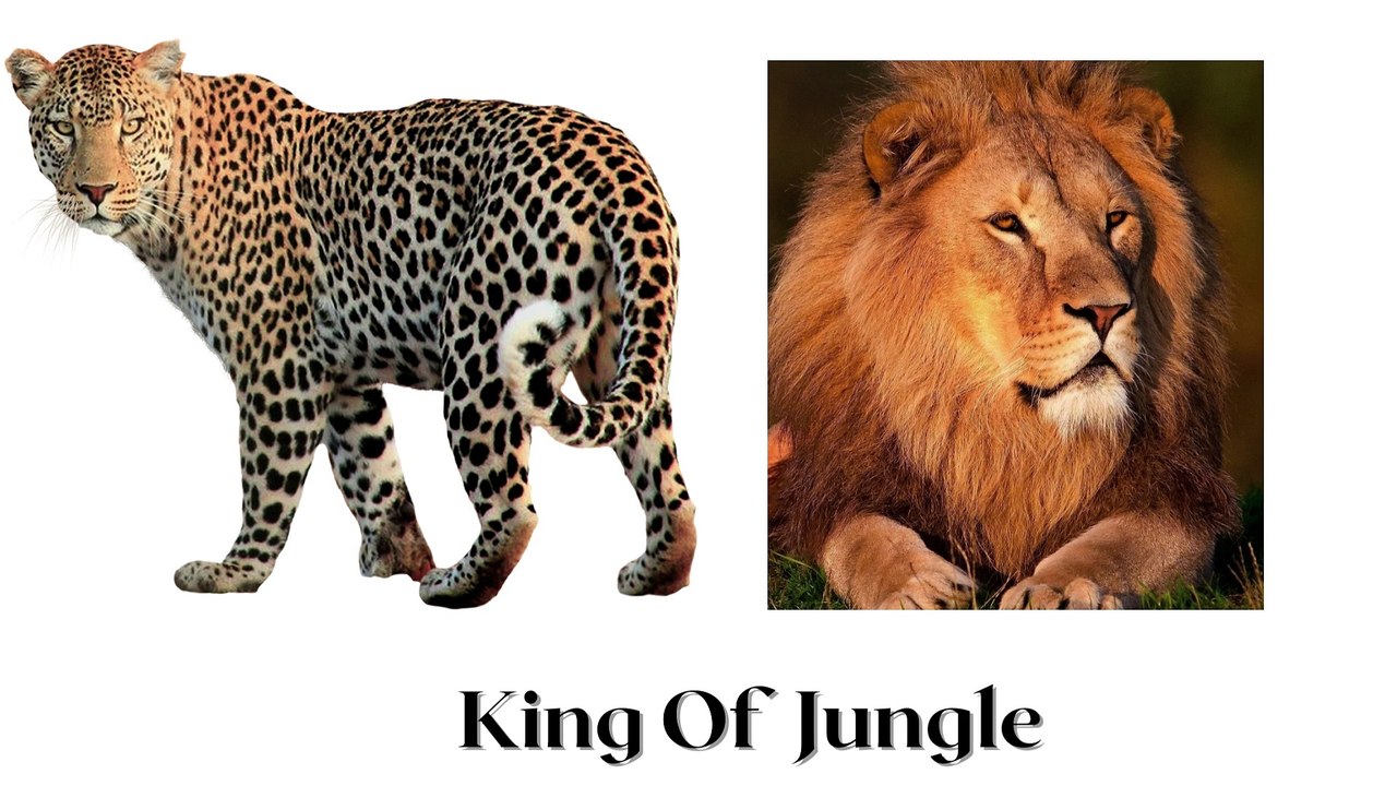 Learning video for kids to learn the animal names | Animal for kids
