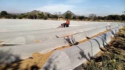 फसलों को ओढाई सफेद चादर