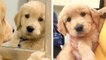 These Cutest Golden Puppies Will Make You Fall In Love At First Sight | HaHa Animals