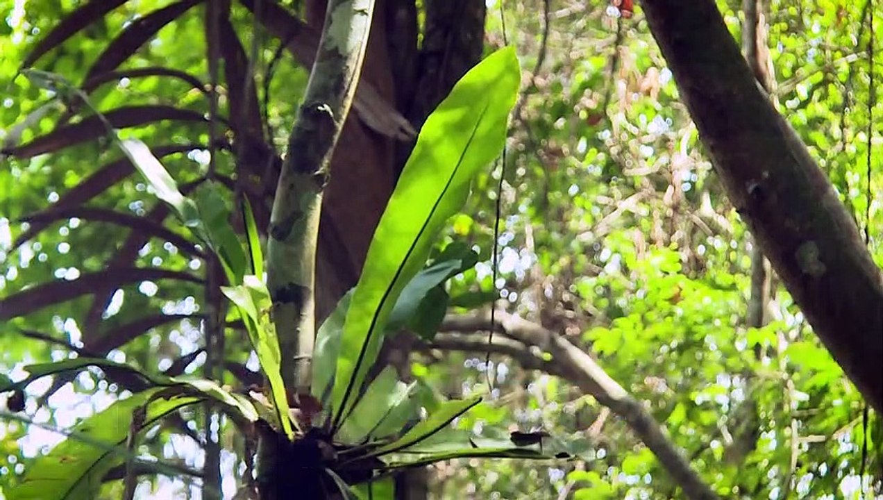 Horror für Umweltschützer: Indonesiens künftige Hauptstadt