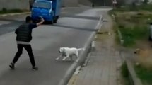 Okula giden çocuğa sokak köpekleri saldırdı