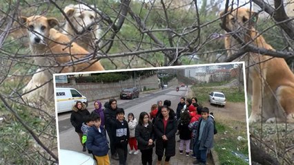 Pendik'te okula giden çocuğa sokak köpekleri saldırdı!