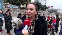 Okula giden çocuğa sokak köpekleri saldırdı