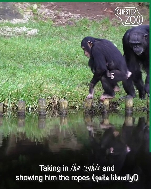 Chester Zoo - Proud Mum ZeeZee safely delivered her tiny baby boy after an eight month pregnancy