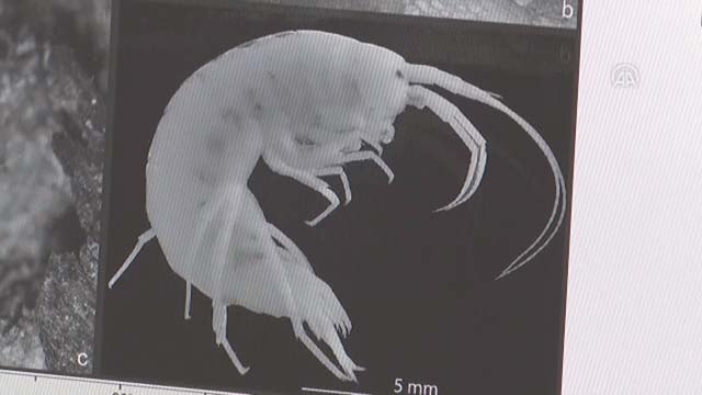 Türk bilim insanları Zonguldak'ta yeni bir canlı türü keşfetti