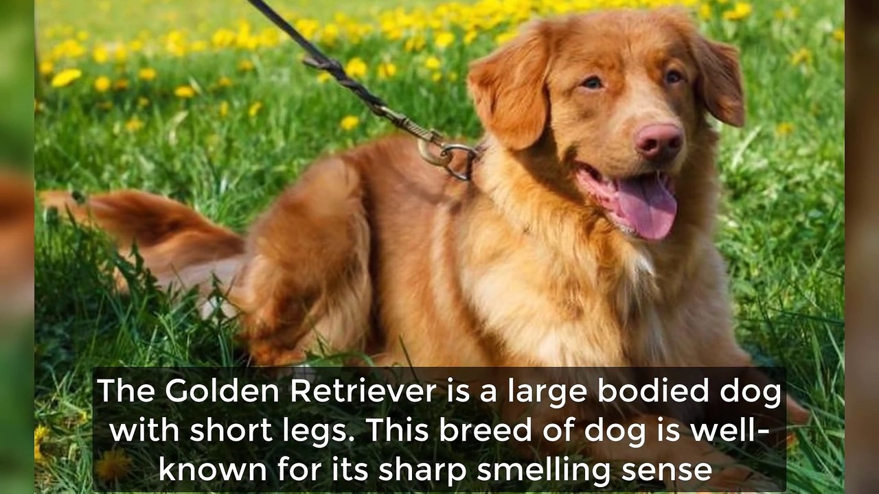 Top 10 Dog Breeds With Incredible Sense of Smell