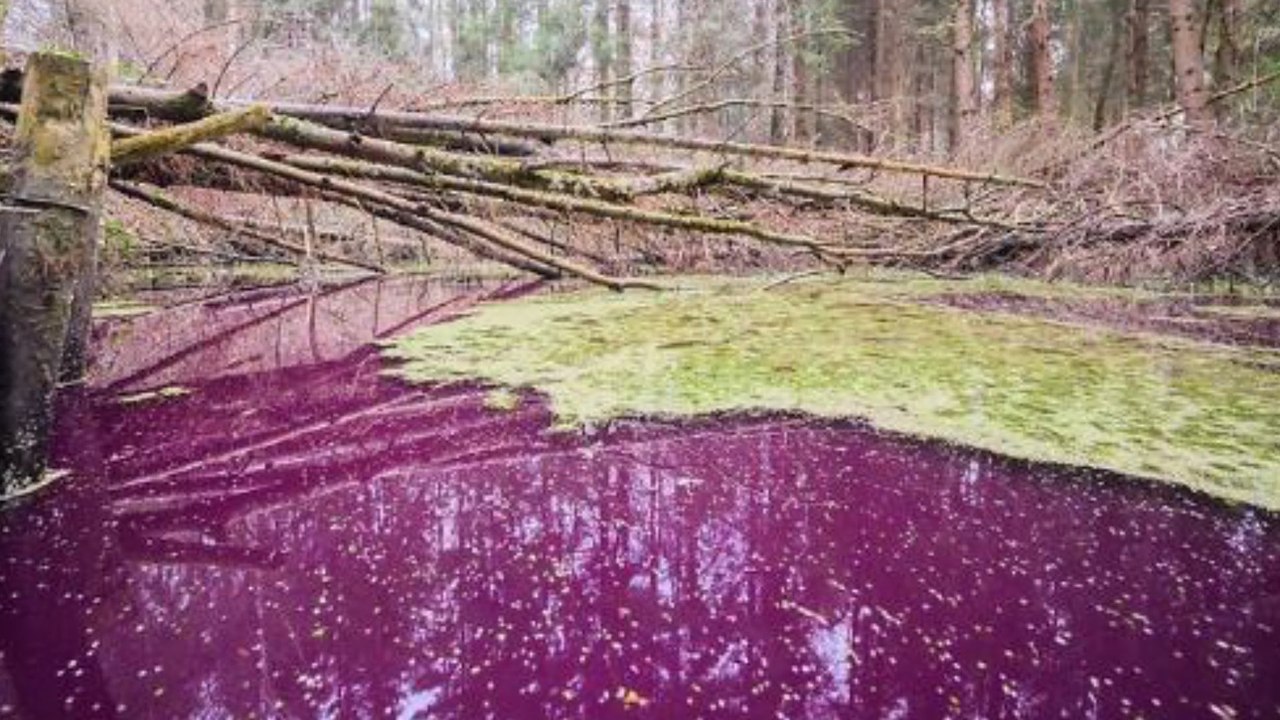 Rätselhaft: Purpurfarbener Teich bei Hildesheim