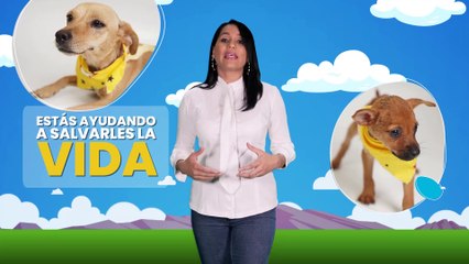Presentan programa de apadrinamiento para salvar vidas de los animales