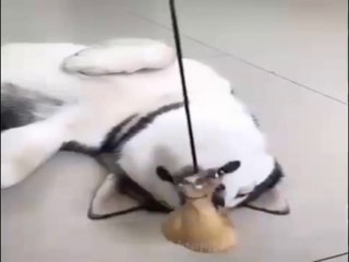 funy animal videos