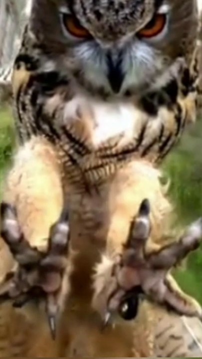 Majestic flying  (owl)