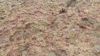 Fırtına Tekirdağ sahillerine kırmızı yosun getirdi