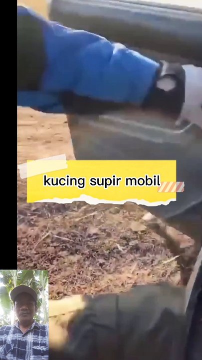 Kucing nyetir mobil