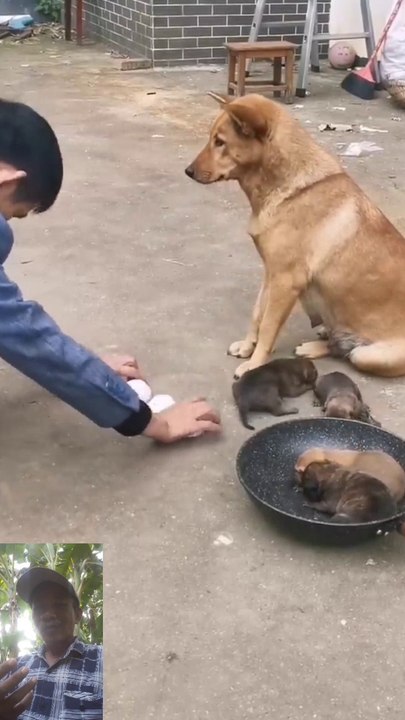 Anjing jago nebak