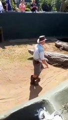 Un dresseur expérimenté se fait surprendre et mordre par un crocodile