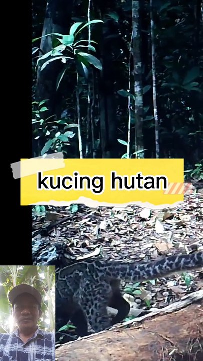 Kucing liar berbulu macan