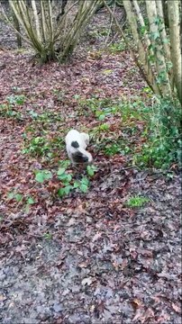 Four-month-old puppy Elsie picks up litter in East Grinstead, Sussex