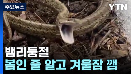 봄이 온 줄 알고 겨울잠 깬 누룩뱀...밤부터 겨울 호우 / YTN
