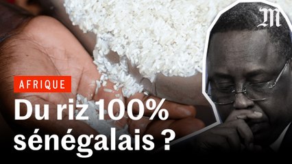 Autosuffisance en riz, où en est le Sénégal ?