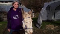 Dyfi Donkeys help Aberystwyth students de-stress
